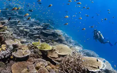 Park Hyatt Maldives Hadahaa in Viligili