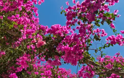 Atlantis Beach Villa mit 100 % Empfehlungsrate Atlantis Beach Villa in Perissa