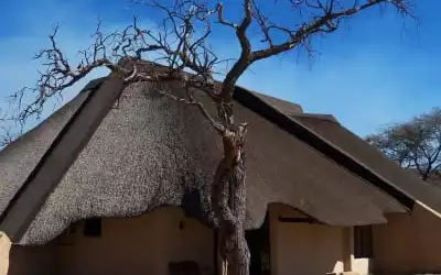 Hotel Okapuka Ranch mit 99 % Empfehlungsrate Hotel Okapuka Ranch in Okahandja