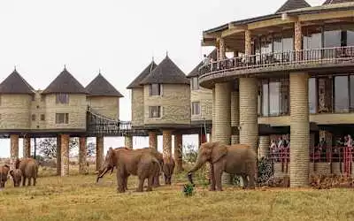 Salt Lick Safari Lodge in Mwatate
