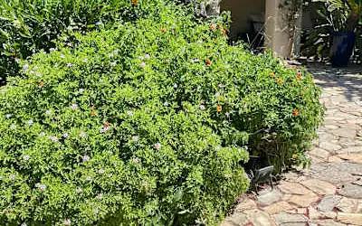 Hotel Aquadulci mit 100 % Empfehlungsrate Hotel Aquadulci in Domus de Maria