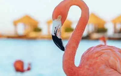 Renaissance Aruba Resort & Casino in Oranjestad Stadt