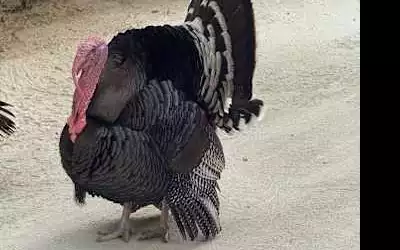 TUI BLUE Olhuveli Romance in Maafushi