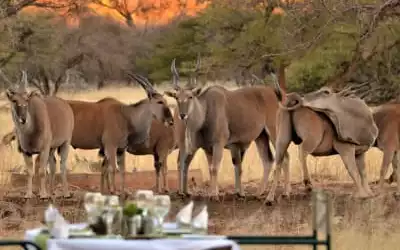 Ohange Lodge mit 100 % Empfehlungsrate Ohange Lodge in Otavi