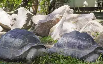Hotel Cote d'or Lodge in Anse Volbert Village